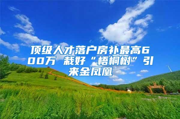 頂級人才落戶房補最高600萬 栽好“梧桐樹”引來金鳳凰